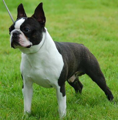 Ckc boston terrier puppies for cheap sale